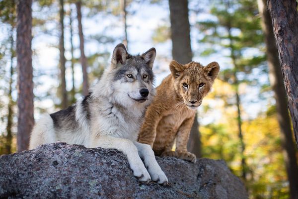 Der Wolf und der Löwe