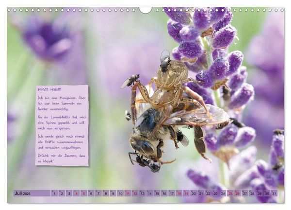 Produktbild: GEOclick Lernkalender: Insekten (Wandkalender 2026 DIN A3 quer), CALVENDO Monatskalender