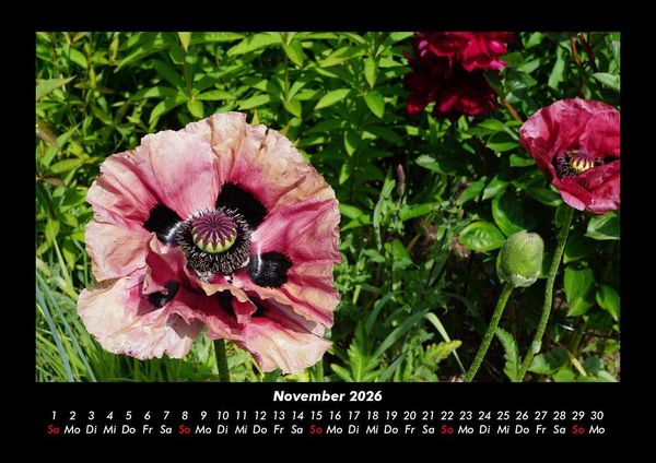 Produktbild: Blumentr&auml;ume 2026 Fotokalender DIN A3