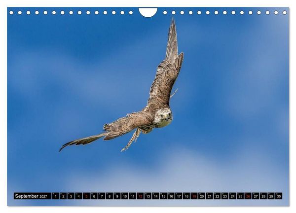 Produktbild: Greifv&ouml;gel und Eulen (Wandkalender 2027 DIN A4 quer), CALVENDO Monatskalender