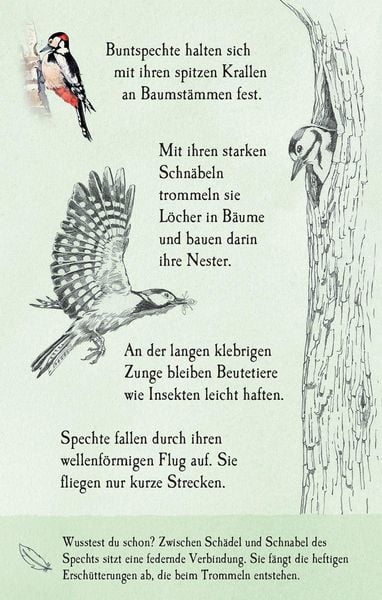 Produktbild: Natur-Entdecker-Karten: Unsere heimischen V&ouml;gel