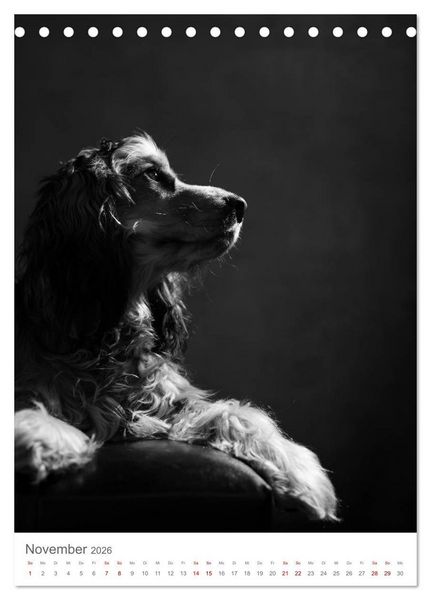 Produktbild: Fine Art Hundeportraits (Tischkalender 2026 DIN A5 hoch), CALVENDO Monatskalender