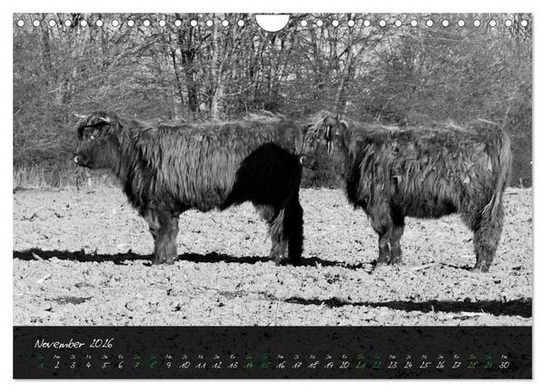 Produktbild: Highland Cattle vom Nordlicht - Faszination Hochland Rind (Wandkalender 2026 DIN A4 quer), CALVENDO Monatskalender