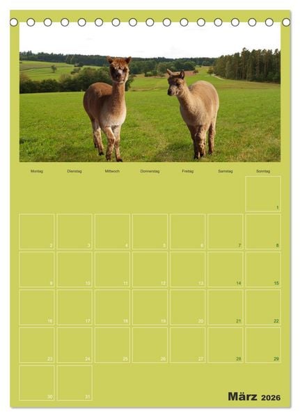 Produktbild: Alpakas zum Verlieben (Tischkalender 2026 DIN A5 hoch), CALVENDO Monatskalender