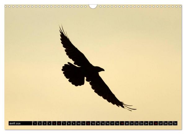 Produktbild: PLUMES L&Eacute;G&Egrave;RES. Oiseaux du Monde (Calendrier mural 2026 DIN A3 vertical), CALVENDO calendrier mensuel