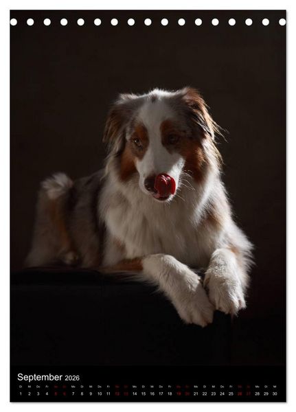 Produktbild: Geliebte Aussies - Australian Shepherds im Portrait (Tischkalender 2026 DIN A5 hoch), CALVENDO Monatskalender