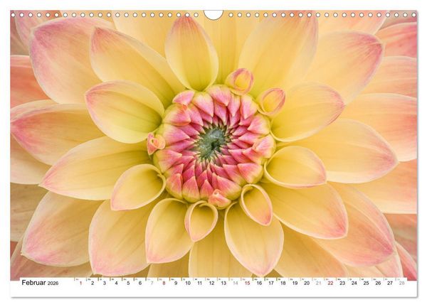 Produktbild: Dahlien-Kronen (Wandkalender 2026 DIN A3 quer), CALVENDO Monatskalender