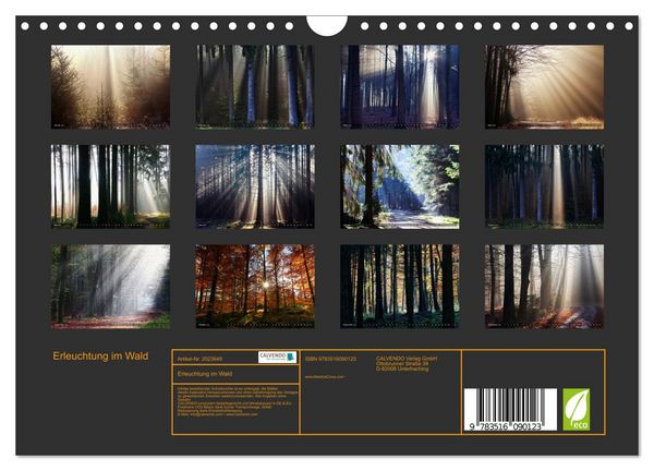 Produktbild: Erleuchtung im Wald (Wandkalender 2026 DIN A4 quer), CALVENDO Monatskalender