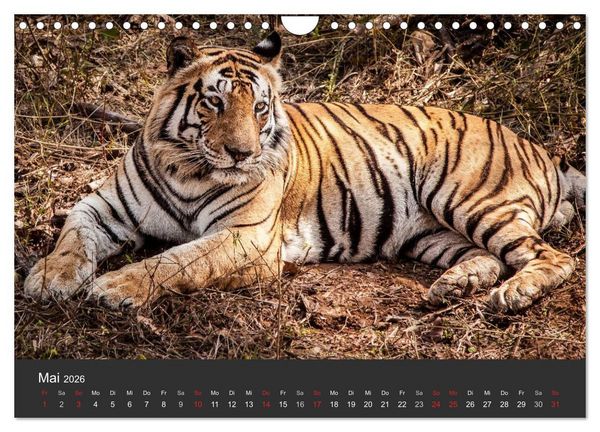 Produktbild: Indien 2026 Tempel, Tiger und Pal&auml;ste (Wandkalender 2026 DIN A4 quer), CALVENDO Monatskalender