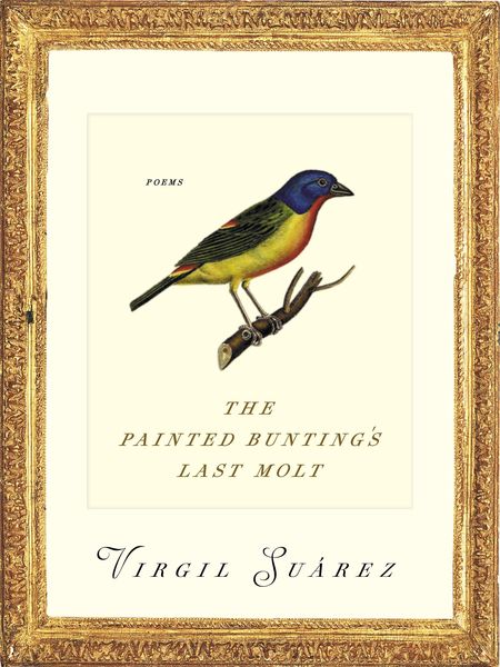 Produktbild: The Painted Bunting's Last Molt