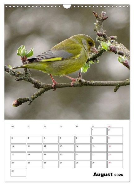 Produktbild: Amsel, Drossel, Fink und Star - beobachtet (Wandkalender 2026 DIN A3 hoch), CALVENDO Monatskalender
