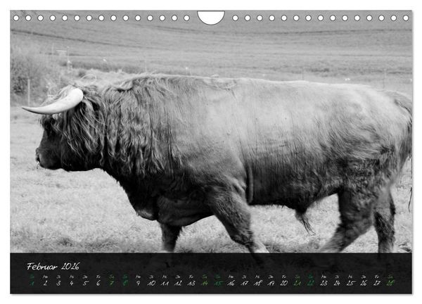 Produktbild: Highland Cattle vom Nordlicht - Faszination Hochland Rind (Wandkalender 2026 DIN A4 quer), CALVENDO Monatskalender