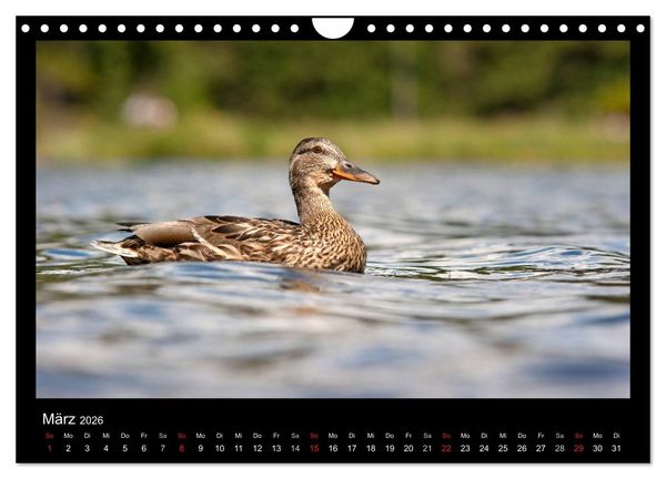 Produktbild: Natur erleben... (Wandkalender 2026 DIN A4 quer), CALVENDO Monatskalender