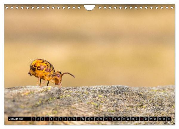 Produktbild: Kleine Wesen &ndash; Makroaufnahmen von einheimischen Insekten (Wandkalender 2026 DIN A4 quer), CALVENDO Monatskalender