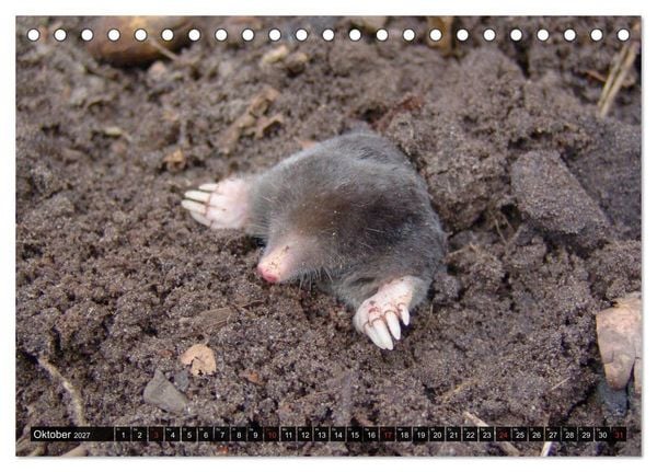 Produktbild: Abneigung und Ekel. Die unbeliebtesten Tiere (Tischkalender 2027 DIN A5 quer), CALVENDO Monatskalender