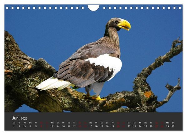 Produktbild: Faszination der Greifv&ouml;gel und Geier (Wandkalender 2026 DIN A4 quer), CALVENDO Monatskalender