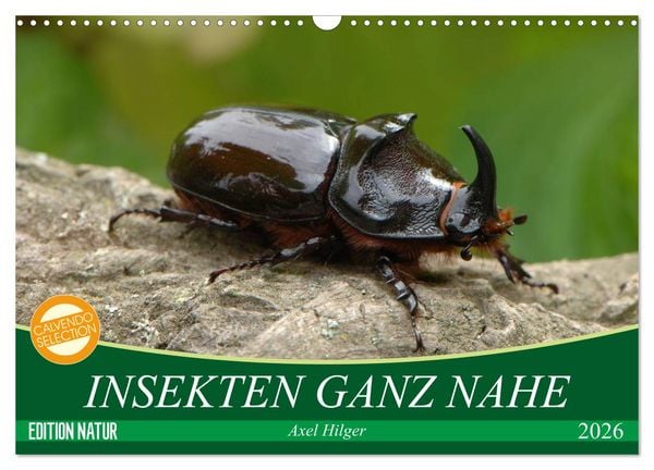 INSEKTEN GANZ NAHE (Wandkalender 2026 DIN A3 quer), CALVENDO Monatskalender