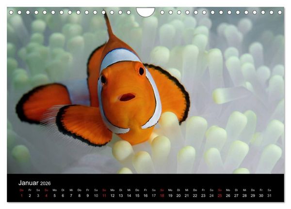 Produktbild: Unterwasser (Wandkalender 2026 DIN A4 quer), CALVENDO Monatskalender