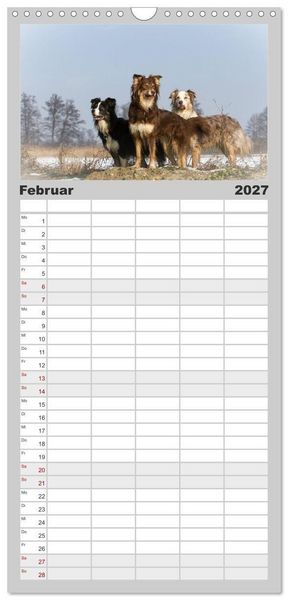 Produktbild: Familienplaner 2027 - Australian Shepherd - Traum auf vier Pfoten mit 5 Spalten (Wandkalender, 21 x 45 cm) CALVENDO