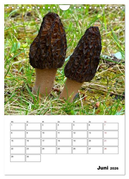 Produktbild: Heimische Waldpilze (Wandkalender 2026 DIN A4 hoch), CALVENDO Monatskalender