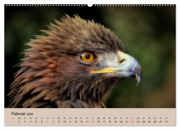 Produktbild: Der Steinadler. Majest&auml;tischer Greifvogel (hochwertiger Premium Wandkalender 2026 DIN A2 quer), Kunstdruck in Hochglanz