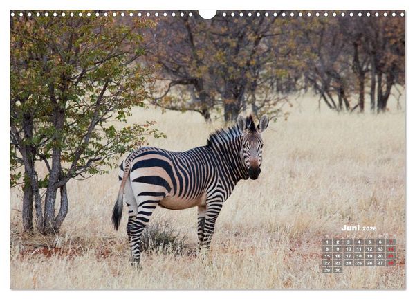 Produktbild: Namibia, Sch&ouml;nheit und Vielfalt (Wandkalender 2026 DIN A3 quer), CALVENDO Monatskalender