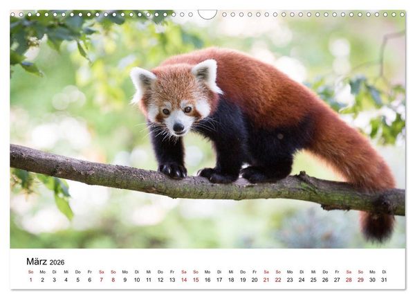 Produktbild: Rote Pandas - geschickte Kletterer (Wandkalender 2026 DIN A3 quer), CALVENDO Monatskalender