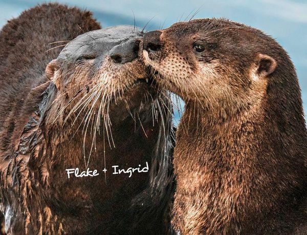 Produktbild: Otter Kalender 2027 Wandkalender Eintragkalender