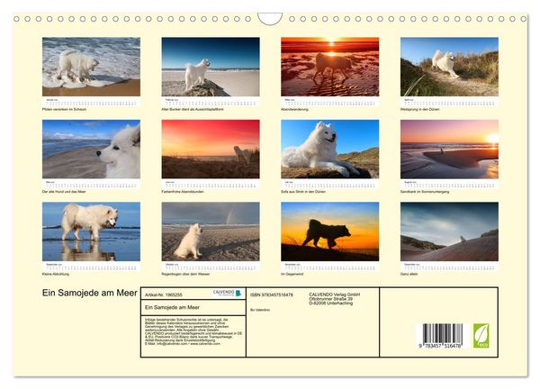 Produktbild: Ein Samojede am Meer (Wandkalender 2026 DIN A3 quer), CALVENDO Monatskalender