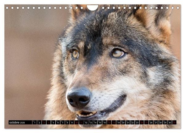 Produktbild: Le loup: l'esprit sauvage (Calendrier mural 2026 DIN A4 vertical), CALVENDO calendrier mensuel
