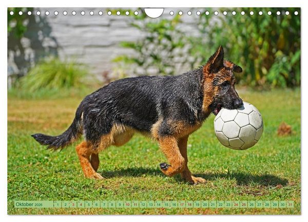 Produktbild: Faszination Sch&auml;ferhundwelpe (Wandkalender 2026 DIN A4 quer), CALVENDO Monatskalender