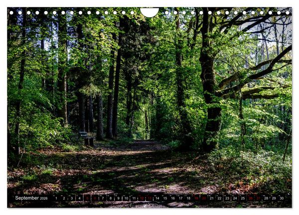Produktbild: Wege des einfachen Gl&uuml;cks - Spazierg&auml;nge im Wald (Wandkalender 2026 DIN A4 quer), CALVENDO Monatskalender
