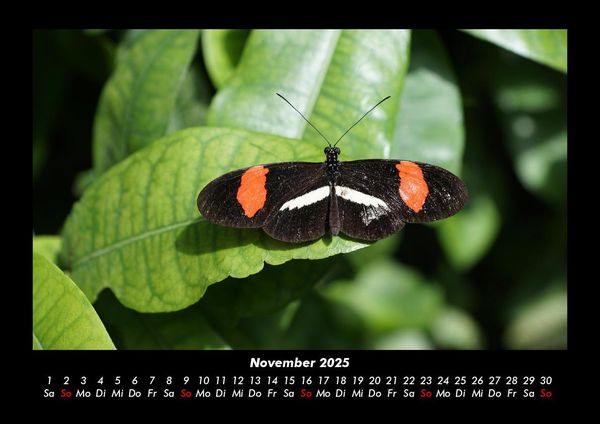 Produktbild: Bunte Pracht der Schmetterlinge 2025 Fotokalender DIN A3