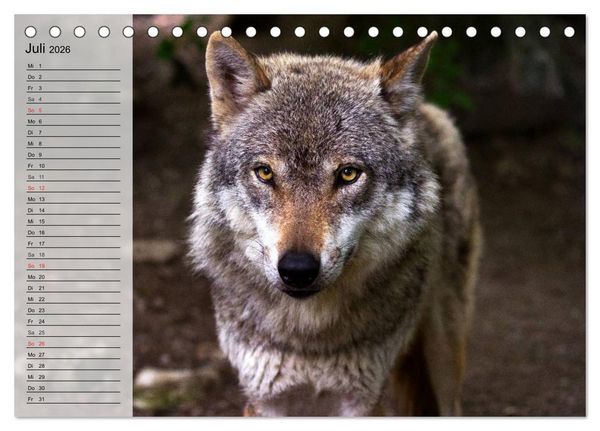 Produktbild: W&ouml;lfe. Graue Eminenzen (Tischkalender 2026 DIN A5 quer), CALVENDO Monatskalender