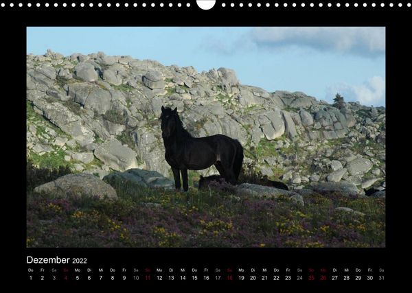 Produktbild: Garranos (Wandkalender 2022 DIN A3 quer)