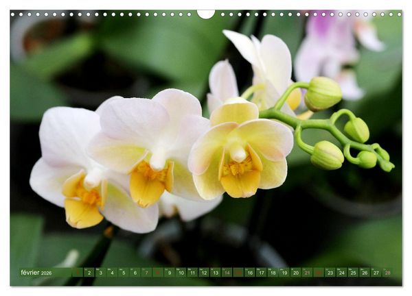 Produktbild: Orchid&eacute;es merveilleuses (Calendrier mural 2026 DIN A3 vertical), CALVENDO calendrier mensuel