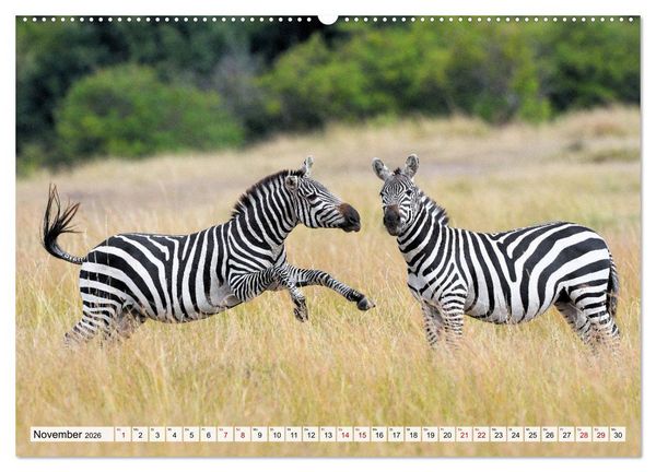 Produktbild: Faszination Afrika: Zebras (Wandkalender 2026 DIN A2 quer), CALVENDO Monatskalender