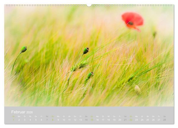 Produktbild: Zauber des Mohns (Wandkalender 2026 DIN A2 quer), CALVENDO Monatskalender
