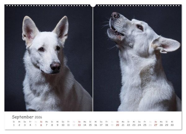 Produktbild: charakterstarke Hunde, wundersch&ouml;ne Hundeportraits (Wandkalender 2026 DIN A2 quer), CALVENDO Monatskalender