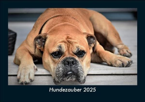 Produktbild: Hundezauber 2025 Fotokalender DIN A5