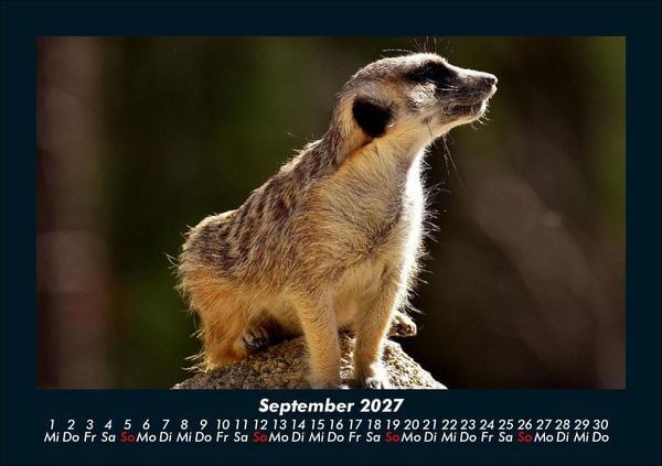 Produktbild: Tierkalender 2027 Fotokalender DIN A5