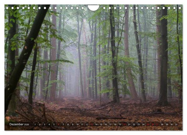 Produktbild: Feng Shui Farben - Element: Holz (Wandkalender 2026 DIN A4 quer), CALVENDO Monatskalender