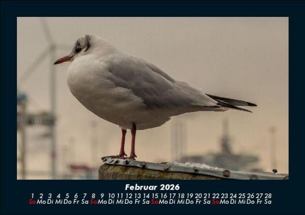 Produktbild: Vogelparadies 2026 Fotokalender DIN A5