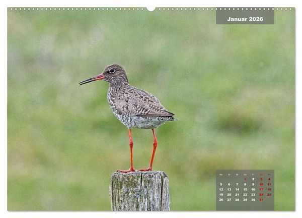 Produktbild: Naturparadies Nordstrand und Beltringharder Koog (hochwertiger Premium Wandkalender 2026 DIN A2 quer), Kunstdruck in Hochglanz