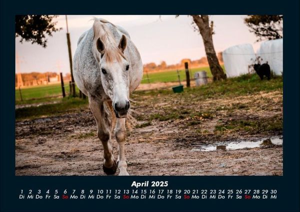 Produktbild: Pferdegefl&uuml;ster 2025 Fotokalender DIN A4
