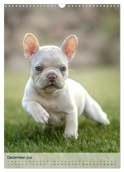 Produktbild: Frenchies Love &ndash; Kleine Schnuten ganz gro&szlig; - Franz&ouml;sische Bulldoggen Welpen unwiderstehlich s&uuml;&szlig; (Wandkalender 2026 DIN A3 hoch), CALVENDO Monatskalender