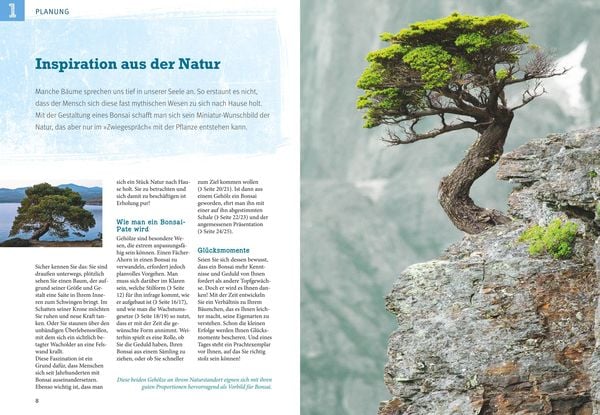 Produktbild: Bonsai ziehen, gestalten und pflegen
