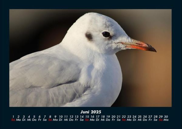 Produktbild: Welt der V&ouml;gel 2025 Fotokalender DIN A4