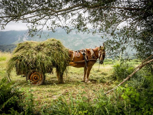 Produktbild: CALVENDO Puzzle Pferd mit einem Karren voll Heu 1000 Teile Lege-Gr&ouml;&szlig;e 64 x 48 cm Foto-Puzzle Bild von Rolf Hecker