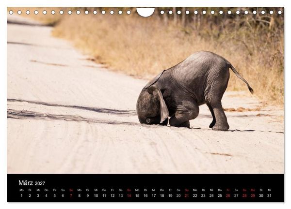 Produktbild: Elefanten - Die sanften Riesen Afrikas (Wandkalender 2027 DIN A4 quer), CALVENDO Monatskalender
